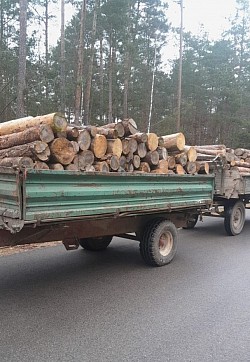 Brennholz